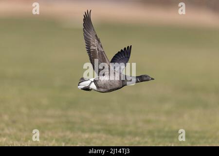 Brent Goose (Branta bernicla) für Erwachsene, Suffolk, England, März Stockfoto