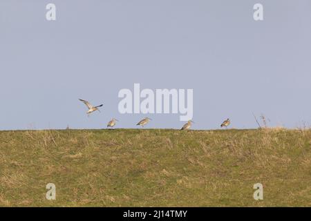 Eurasian Curlew (Numenius arquata) 5 Erwachsene, 1 fliegende, kurz vor der Landung, um sich stehenden Vögeln anzuschließen, Suffolk, England, März Stockfoto