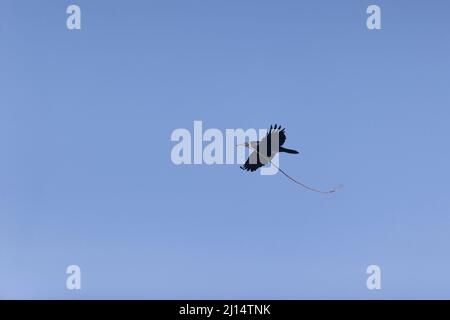 Rook (Corvus frugilegus) Erwachsener fliegt mit Nestmaterial im Schnabel, Suffolk, England, März Stockfoto