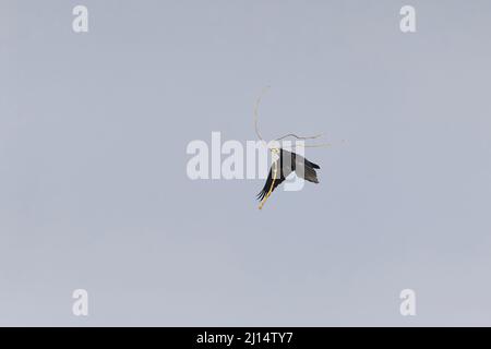 Rook (Corvus frugilegus) Erwachsener fliegt mit Nestmaterial im Schnabel, Suffolk, England, März Stockfoto