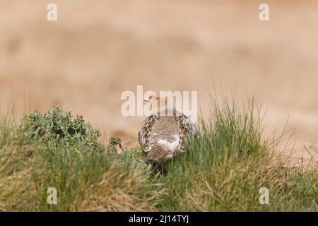 Grauer Rebhuhn (Perdix perdix), erwachsener Mann, der am Feldrand steht, Suffolk, England, März Stockfoto