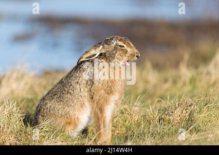 Europäischer Hase (Lepus europeaus), sitzender, gähnender Erwachsener, Suffolk, England, März Stockfoto