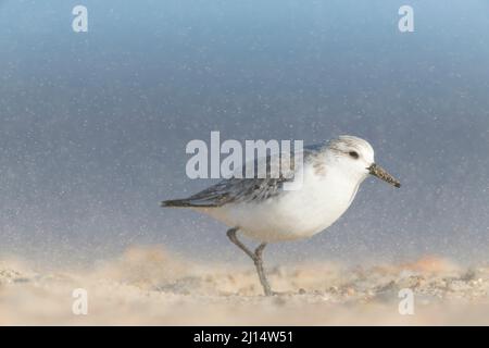 Sanderling (Calidris alba) Wintergefieder Erwachsener, der im Sandsturm am Strand steht, Horsey, Norfolk, England, Januar Stockfoto
