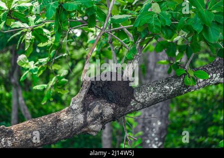 Foto zeigt einen Baumstamm im wilden Dschungel. Es gibt einen Termitenhügel auf exotischen Pflanzen. Das Haus der Schwarzen Temiten besteht aus einer Mischung aus Erde und Ton. I Stockfoto