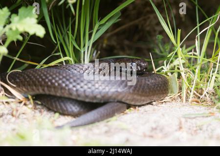 Europäische Adder Vipera berus, Erwachsene männliche schwarze Form, sonnen, Suffolk, England, März Stockfoto