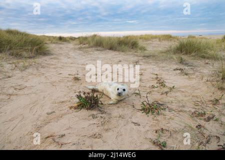 Graurobbe (Halichoerus grypus) Welpen, die in Dünen ruhen, Horsey, Norfolk, England, Dezember Stockfoto