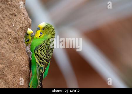 Ein Paar grüner und gelber Budgerigar (Melopsittacus undulatus), die einander in einem Felsen, der auf einem natürlichen Hintergrund isoliert ist, brüten Stockfoto