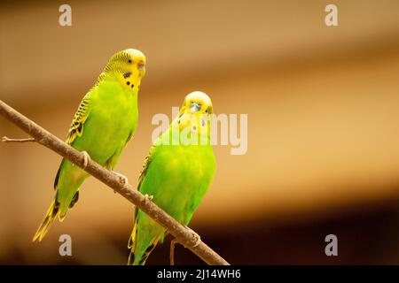 Ein Paar grüner und gelber Budgerigar (Melopsittacus undulatus) thront nebeneinander und isoliert auf einem natürlichen blassgelben Hintergrund Stockfoto