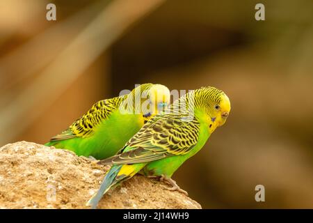 Ein Paar grüner und gelber Budgerigar (Melopsittacus undulatus), das auf einem Felsen nebeneinander thront und auf einem natürlichen blassgelben Hintergrund isoliert ist Stockfoto