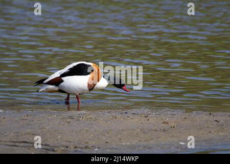 Eine einzelne Shelduck (Tadorna tadorna), die am Wasserrand steht Stockfoto