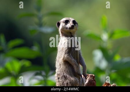 Ein einzelner schlanker Seekäfer (Suricata suricatta), der die Kamera betrat, während er auf einem Baumstumpf mit natürlichem grünem Hintergrund stand Stockfoto