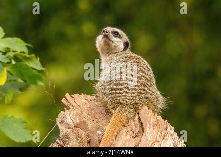 Ein einzelner schlanker Schwanzmeerkat (Suricata suricatta), der auf einem blassen Holzstumpf sitzt und isoliert auf einem natürlichen Hintergrund aufschaut Stockfoto