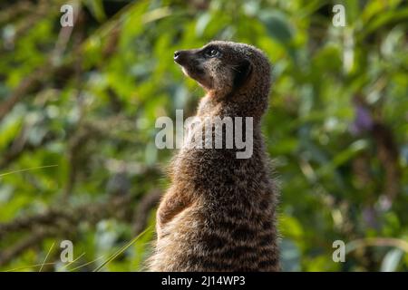 Ein schlanker Schwanzmeerkat (Suricata suricatta), isoliert auf einem natürlichen grünen Hintergrund Stockfoto