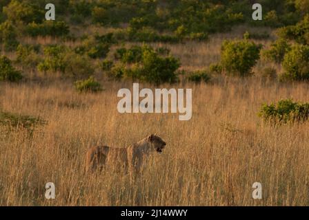 Eine Löwin in einem Grasland im Pilanesberg-Nationalpark in Südafrika Stockfoto