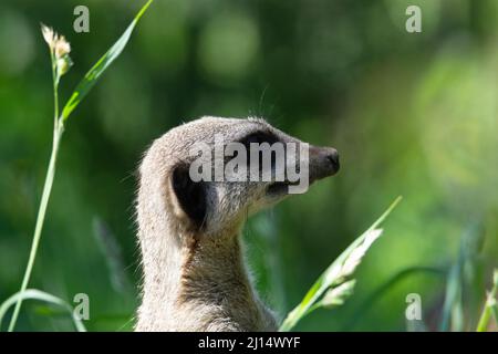 Nahaufnahme des Kopfes und der Schultern eines schlanken Schwanzmeerkattes (Suricata suricatta) mit einem natürlichen grünen Grashintergrund Stockfoto