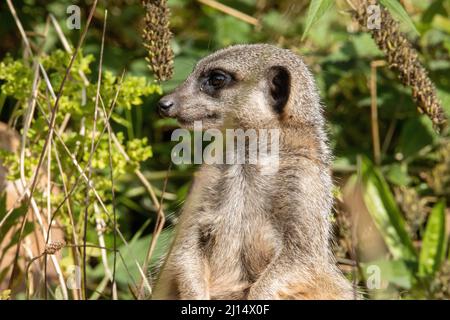 Kopf und Schultern eines wachsam schlanken Schwanzmeerkattes (Suricata suricatta) isoliert auf einem natürlichen grünen Hintergrund mit Felsen Stockfoto