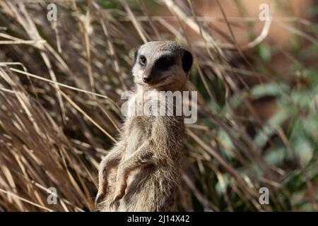 Schlanker Schwanzmeerkat (Suricata suricatta) ein schlanker Schwanzmeerkat, der im toten Gras mit natürlichem Hintergrund beobachtet wird Stockfoto