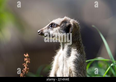 Schlanker Schwanzmeerkat (Suricata suricatta) ein schlanker Schwanzmeerkat, der im Gras mit einem natürlichen grauen Hintergrund beobachtet wird Stockfoto