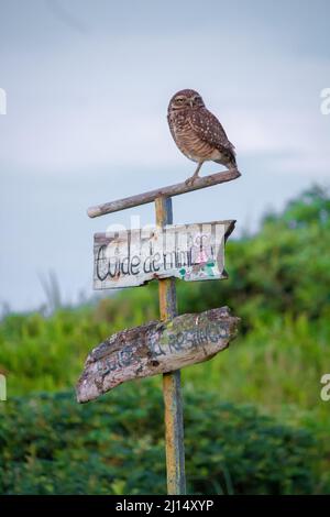 Vertikale Aufnahme einer grassenden Eule, die auf dem hölzernen Straßenschild sitzt Stockfoto