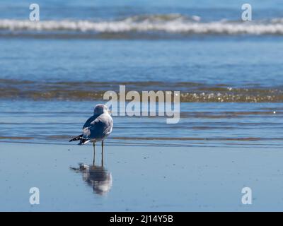 Eine Möwe (Larus californicus) steht am Strand in Malibu, Kalifornien, USA Stockfoto