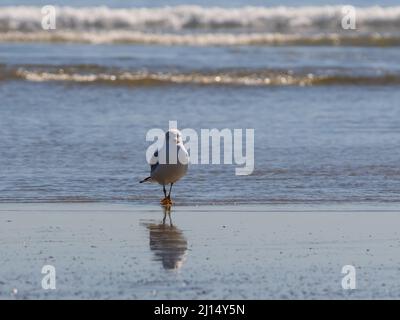 Eine Möwe (Larus californicus) steht am Strand in Malibu, Kalifornien, USA Stockfoto