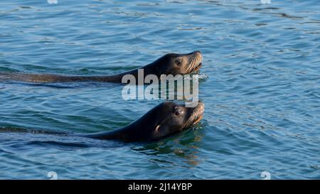 Zwei Seelöwen (Zalophus wollebaeki) schwimmen im Hafen der Kanalinseln in Oxnard, Kalifornien, USA Stockfoto