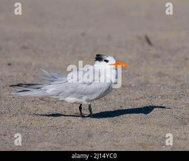 Auf dem Sand in Oxnard, Kalifornien, USA, steht eine einzige Königseeschwalbe (Thalasseus maximus) (nichtbrütende Erwachsene) Stockfoto