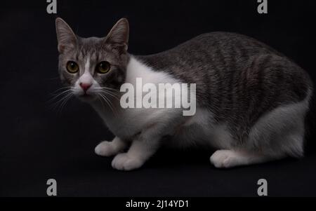 Ein grau gestromter Kater mit weißem Kätzchen (Teenager / sechs Monate alt) posiert auf dunklem Hintergrund und schaut auf die Kamera Stockfoto