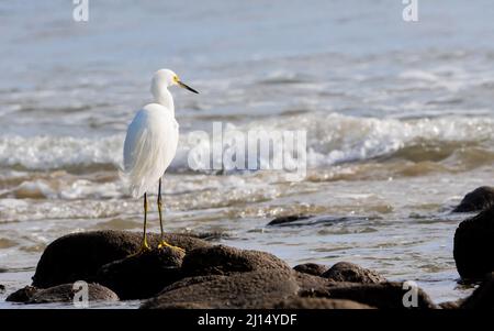 Ein schneebedeckter Reiher (Egretta thula) steht auf einem Felsen mit Blick auf den Ozean in Malibu, Kalifornien, USA Stockfoto