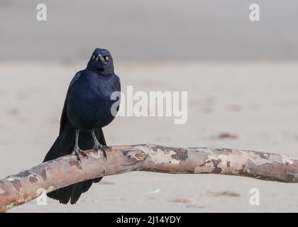 Ein männlicher Schwanzgrackle (Quiscalus mexicanus) steht an einem Zweig am Strand in Malibu, Kalifornien, USA Stockfoto