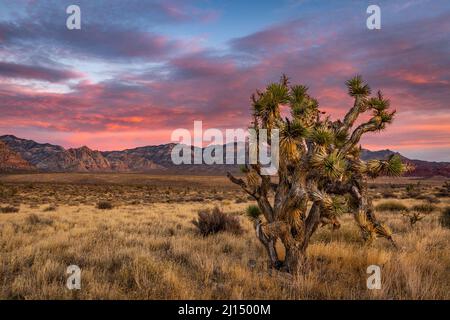 Joshua Tree bei einem farbenfrohen Sonnenuntergang Stockfoto