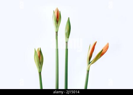 Angehende Amaryllis auf weißem Hintergrund, Nahaufnahme Stockfoto