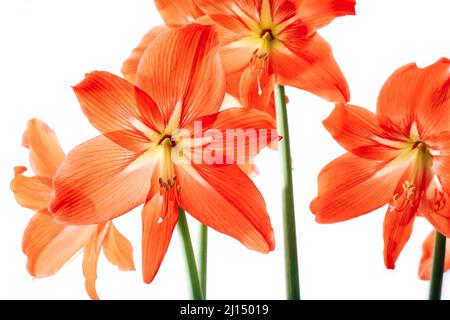 Hippeastrum rutilum in voller Blüte auf weißem Hintergrund Stockfoto