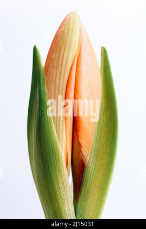 Angehende Amaryllis auf weißem Hintergrund, Nahaufnahme Stockfoto