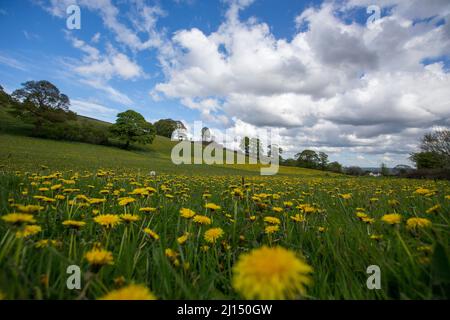 Taraxacum ist eine große Gattung blühender Pflanzen aus der Familie der Asteraceae, die aus Arten besteht, die allgemein als Löchzapfen bekannt sind. Die wissenschaftliche und Hobby-Studie der Gattung ist als Taraxacologie bekannt. Die Gattung ist in Eurasien und Nordamerika beheimatet, aber die beiden am häufigsten vorkommenden Arten weltweit, T. officinale (der gewöhnliche Dandelion) und T. erythrospermum (der rotgesäte Dandelion), wurden aus Europa nach Nordamerika eingeführt und vermehren sich nun als Wildblumen. Beide Arten sind in ihrer Gesamtheit essbar. Der gebräuchliche Name Löwenzahn (aus dem Französischen Dent-de-Lion, was soviel wie 'Löwenzahn' bedeutet) wird ebenfalls t gegeben Stockfoto