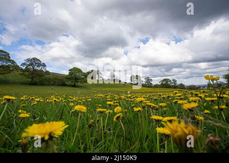 Taraxacum ist eine große Gattung blühender Pflanzen aus der Familie der Asteraceae, die aus Arten besteht, die allgemein als Löchzapfen bekannt sind. Die wissenschaftliche und Hobby-Studie der Gattung ist als Taraxacologie bekannt. Die Gattung ist in Eurasien und Nordamerika beheimatet, aber die beiden am häufigsten vorkommenden Arten weltweit, T. officinale (der gewöhnliche Dandelion) und T. erythrospermum (der rotgesäte Dandelion), wurden aus Europa nach Nordamerika eingeführt und vermehren sich nun als Wildblumen. Beide Arten sind in ihrer Gesamtheit essbar. Der gebräuchliche Name Löwenzahn (aus dem Französischen Dent-de-Lion, was soviel wie 'Löwenzahn' bedeutet) wird ebenfalls t gegeben Stockfoto