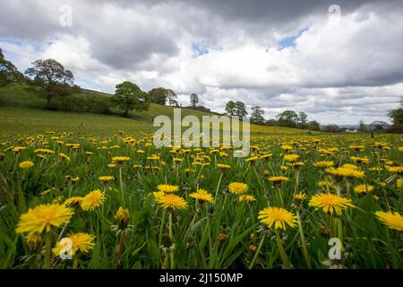 Taraxacum ist eine große Gattung blühender Pflanzen aus der Familie der Asteraceae, die aus Arten besteht, die allgemein als Löchzapfen bekannt sind. Die wissenschaftliche und Hobby-Studie der Gattung ist als Taraxacologie bekannt. Die Gattung ist in Eurasien und Nordamerika beheimatet, aber die beiden am häufigsten vorkommenden Arten weltweit, T. officinale (der gewöhnliche Dandelion) und T. erythrospermum (der rotgesäte Dandelion), wurden aus Europa nach Nordamerika eingeführt und vermehren sich nun als Wildblumen. Beide Arten sind in ihrer Gesamtheit essbar. Der gebräuchliche Name Löwenzahn (aus dem Französischen Dent-de-Lion, was soviel wie 'Löwenzahn' bedeutet) wird ebenfalls t gegeben Stockfoto