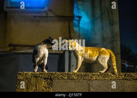 Schöne Aufnahme von zwei kurzhaarigen Katzen, die nachts auf einem Steinzaun vor einem Gebäude stehen Stockfoto