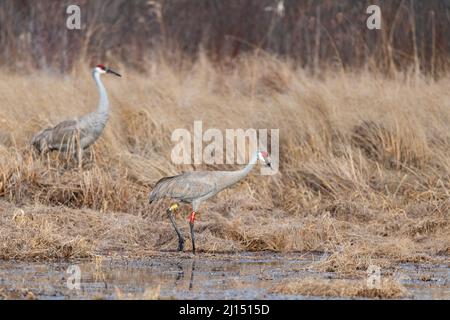 Sandhill Cranes im Frühjahr auf einem Minnesota Wetland Stockfoto