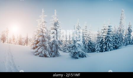 Majestätische Winterbäume, die vom Sonnenlicht erleuchtet werden. Dramatische winterliche Szene. Ort Lage Nationalpark Karpaten, Ukraine, Europa. Skigebiet Alpen. Stockfoto
