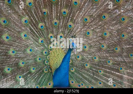 pfau im Frühling mit schönen Federn Stockfoto