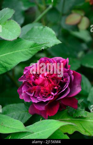 rosa munstead Holz, Rose, Rosen, rot, Cottage Garden, gemischte Pflanzenkombination, RM Floral Stockfoto