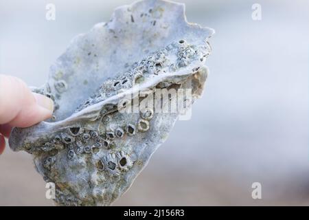 Nahaufnahme einer Hand, die eine Muschel mit lebenden Seemanöcken auf der Oberfläche hält. Stockfoto