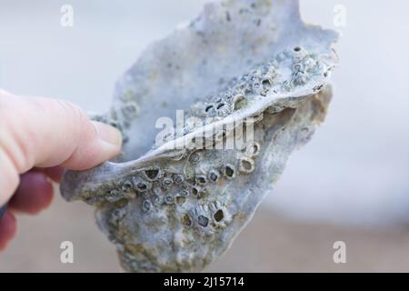 Nahaufnahme einer Hand, die eine Muschel mit lebenden Seemanöcken auf der Oberfläche hält. Stockfoto