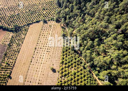 Laub- und Kiefernwald, der von kürzlich gepflanzten Avocado-Obstgärten in Michoacan, Mexiko, übersät wurde. Stockfoto