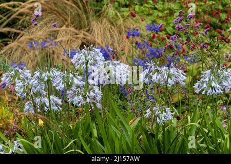 Blassblaue Blüten von Agapanthus 'Bethlehem Star' dominieren eine gemischte Bepflanzung im Sommergarten des Gartenhauses Stockfoto