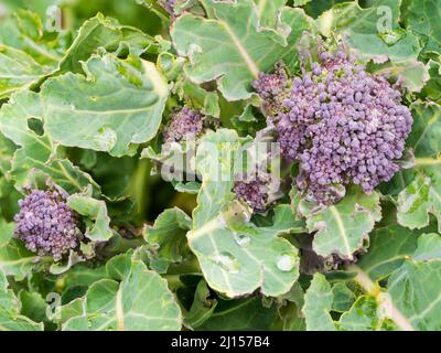 Essbare Knospen und Stängel des kaltharten Frühfrühlingsgemüses, Lila sprießender Brokkoli, Brassica oleracea var. italica Stockfoto