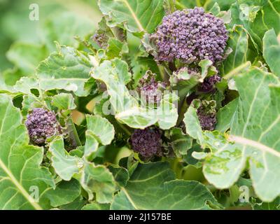 Essbare Knospen und Stängel des kaltharten Frühfrühlingsgemüses, Lila sprießender Brokkoli, Brassica oleracea var. italica Stockfoto