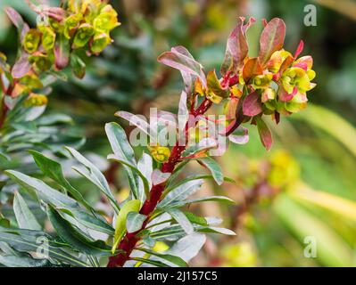 Dunkle Blätter, rote Stängel und sauergelbe Blätter der ausgewählten Form des immergrünen Holzspurgen, der Amygdaloides 'Purpurea', der Stockfoto