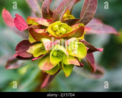 Dunkle Blätter, rote Stängel und sauergelbe Blätter der ausgewählten Form des immergrünen Holzspurgen, der Amygdaloides 'Purpurea', der Stockfoto